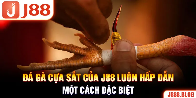 Đá gà cựa sắt của J88 luôn hấp dẫn một cách đặc biệt 