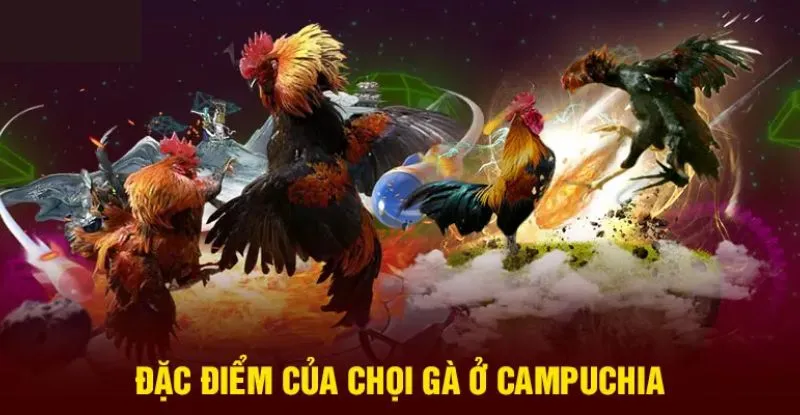 Đá Gà Campuchia - Đấu Trường Gà Kịch Tính Bậc Nhất 2024